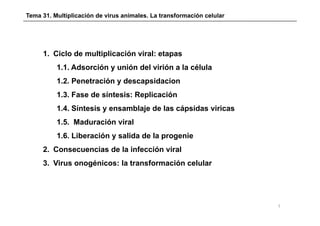 Tema 31. Multiplicación de virus animales. La transformación celular




     1. Ciclo de multiplicación viral: etapas
          1.1. Adsorción y unión del virión a la célula
          1.2. Penetración y descapsidacion
          1.3. Fase de síntesis: Replicación
          1.4. Síntesis y ensamblaje de las cápsidas viricas
          1.5. Maduración viral
          1.6. Liberación y salida de la p g
                                         progenie
     2. Consecuencias de la infección viral
     3.
     3 Virus onogénicos: la transformación celular




                                                                       1
 