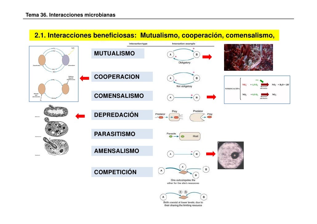 INTERACCIONES MICROBIANAS
