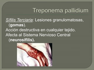 Sífilis Terciaria: Lesiones granulomatosas,
(gomas).
Acción destructiva en cualquier tejido.
Afecta al Sistema Nervioso Central
(neurosífilis).
 