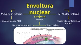 TEMA_20_Nucleo,_cromatina,_nucleolo[1].pptx