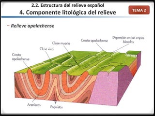 TEMA 2
2.2. Estructura del relieve español
4. Componente litológica del relieve
– Relieve apalachense
 