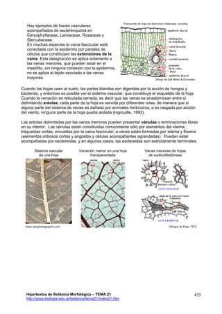 Tema21- Anatomía de hoja- Hipertextos de Botánica Morfológica www ...