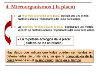 4. Microorganismos ( la placa)
 La “hipótesis específica de la placa” postula que una o más
bacterias son las responsables del inicio de la caries
 La “hipótesis no específica de la placa” postula que una mezcla
variable de bacterias son las responsables del inicio de la caries
Hay datos que indican que todas pueden ser válidas en
determinadas circunstancias, ya que la composición de la
placa tomada en el mismo punto, varía en el tiempo
■ La “hipótesis ecológica de la placa”
( síntesis de las anteriores)
 