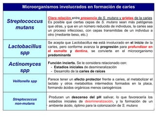Microorganismos involucrados en formación de caries
Streptococcus
mutans
Clara relación entre presencia de S. mutans y grietas de la caries
Es posible que ciertas cepas de S. mutans sean más patógenas
que otras, y que en un número reducido de individuos, la caries sea
un proceso infeccioso, con cepas transmitidas de un individuo a
otro (mediante beso, etc.)
Lactobacillus
spp
Se acepta que Lactobacillus no está involucrado en el inicio de la
caries, pero conforme avanza la progresión para profundizar en
el esmalte y dentina, se convierte en el microorganismo
predominante
Actinomyces
spp
Función incierta. Se le considera relacionado con:
- Estadíos iniciales de desmineralización
- Desarrollo de la caries de raíces
Veillonella spp
Parece tener un efecto protector frente a caries, al metabolizar el
lactato y otros metabolitos intermedios formados en la placa,
formando ácidos orgánicos menos cariogénicos
Streptococcus
non-mutans
Producen un descenso del pH salivar, lo que favorecería los
estadíos iniciales de desmineralización, y la formación de un
ambiente ácido, óptimo para la colonización de S. mutans
 