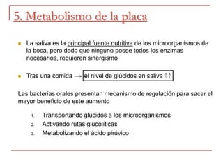 5. Metabolismo de la placa
 La saliva es la principal fuente nutritiva de los microorganismos de
la boca, pero dado que ninguno posee todos los enzimas
necesarios, requieren sinergismo
 Tras una comida el nivel de glúcidos en saliva
Las bacterias orales presentan mecanismo de regulación para sacar el
mayor beneficio de este aumento
1. Transportando glúcidos a los microorganismos
2. Activando rutas glucolíticas
3. Metabolizando el ácido pirúvico
 