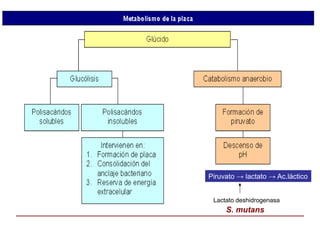 S. mutans
Piruvato → lactato → Ac.láctico
Lactato deshidrogenasa
 