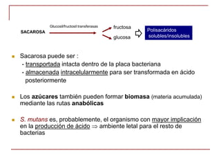 Polisacáridos
solubles/insolubles
SACAROSA
Glucosil/fructosil transferasas
glucosa
fructosa
 Sacarosa puede ser :
- transportada intacta dentro de la placa bacteriana
- almacenada intracelularmente para ser transformada en ácido
posteriormente
 Los azúcares también pueden formar biomasa (materia acumulada)
mediante las rutas anabólicas
 S. mutans es, probablemente, el organismo con mayor implicación
en la producción de ácido  ambiente letal para el resto de
bacterias
 