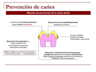 Prevención de caries
Aumento de la resistencia dental al
ataque ácido (uso de flúor)
Reducción de la susceptibilidad dental
(selladores de fisuras)
Reducción o eliminación de microorganismos
cariogénicos (agentes antimicrobianos (clorhexidina
0.2%), terapia de reemplazo de la flora por bacterias no
patógenas, uso de anticuerpos)
Métodos de prevención de la caries dental
Reducción de los glúcidos en
saliva (sustitución de
los azúcares de la dieta por
edulcorantes artificiales)
Xilitol: interfiere en la producción de ácido,
estimula el flujo salivar → remineralización
Correcto cepillado
Empleo de cepillos
interdentales y seda dental
 