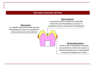 Efecto sistémico
Incorporación del flúor ingerido en el desarrollo
del esmalte como fluoroapatita, que reduce su
solubilidad en ácido y promueve la remineralización
Actividad anticaries del flúor
Efecto tópico
La superficie externa del esmalte acumula
fluoroapatita, que reduce su solubilidad en
ácido y promueve la remineralización
Efecto antimicrobiano
El flúor inhibe el metabolismo de la placa
y se concentra en el interior de la placa. La
actividad aumenta a pH <5, especialmente
en el caso de Streptococcus mutans
 