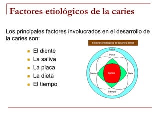Factores etiológicos de la caries
Los principales factores involucrados en el desarrollo de
la caries son:
 El diente
 La saliva
 La placa
 La dieta
 El tiempo
 