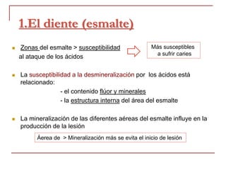 1.El diente (esmalte)
 Zonas del esmalte > susceptibilidad
al ataque de los ácidos
 La susceptibilidad a la desmineralización por los ácidos está
relacionado:
- el contenido flúor y minerales
- la estructura interna del área del esmalte
 La mineralización de las diferentes aéreas del esmalte influye en la
producción de la lesión
Más susceptibles
a sufrir caries
Áerea de > Mineralización más se evita el inicio de lesión
 