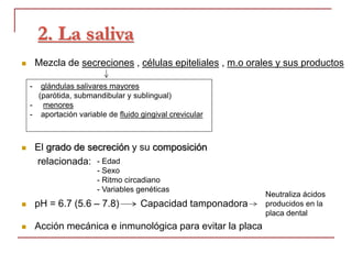 2. La saliva
 Mezcla de secreciones , células epiteliales , m.o orales y sus productos
 El grado de secreción y su composición
relacionada:
 pH = 6.7 (5.6 – 7.8) Capacidad tamponadora
 Acción mecánica e inmunológica para evitar la placa
- glándulas salivares mayores
(parótida, submandibular y sublingual)
- menores
- aportación variable de fluido gingival crevicular
- Edad
- Sexo
- Ritmo circadiano
- Variables genéticas
Neutraliza ácidos
producidos en la
placa dental
 