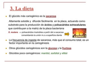 3. La dieta
 El glúcido más cariogénico es la sacarosa
Altamente soluble y difunde fácilmente en la placa, actuando como
substrato para la producción de ácidos y polisacáridos extracelulares
que contribuyen a la matriz de la placa bacteriana
S. mutans  polisacáridos insolubles a partir del a sacarosa
consolidando la unión m.o a superficie diente
 La frecuencia de ingesta de sacarosa, más que el consumo total, es un
factor importante en la cariogénesis
 Otros glúcidos cariogénicos son la glucosa y la fructosa
 Glúcidos poco cariogénicos: manitol, sorbitol y xilitol
 