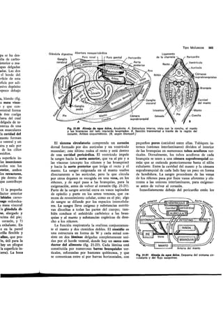 Tema 21