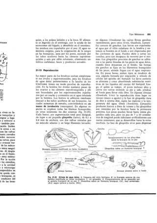 Tema 21