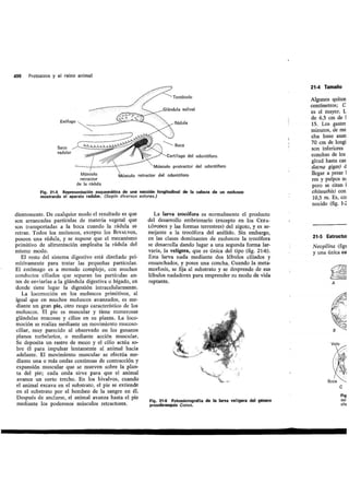 Tema 21