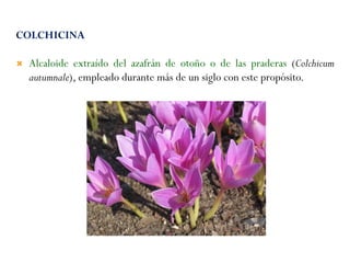 COLCHICINA
 Alcaloide extraído del azafrán de otoño o de las praderas (Colchicum
autumnale), empleado durante más de un siglo con este propósito.
 
