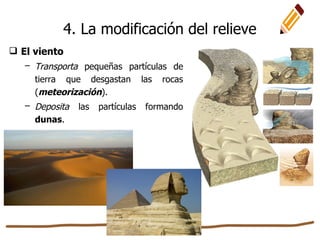  El viento
– Transporta pequeñas partículas de
tierra que desgastan las rocas
(meteorización).
– Deposita las partículas formando
dunas.
4. La modificación del relieve
 