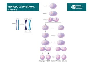 Comprehensive Overview of Sexual Reproduction: Meiosis and Genetic ...