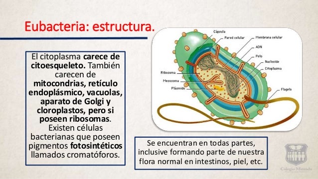 Dominio Archaea Y Dominio Eubacteria.