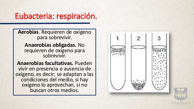 Dominio Archaea Y Dominio Eubacteria.