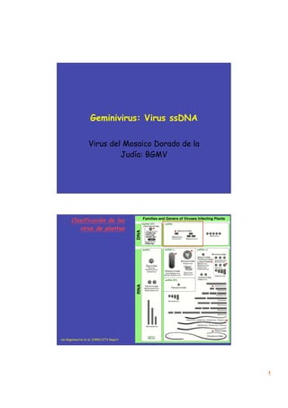 Geminivirus: Virus ssDNA

                   Virus del Mosaico Dorado de la
                            Judía: BGMV




       Clasificación de los
          virus de plantas                  *   *


                                                    *
                                                *
                                                        *   *


                                                        *




                                                            *
                                                        *
van Regenmortel et al. (1999) ICTV Report




                                                                1
 