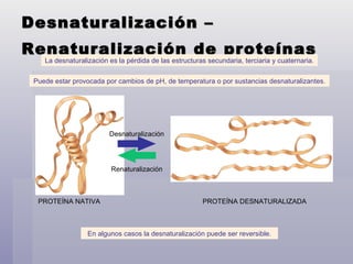 Desnaturalización – Renaturalización de proteínas   La desnaturalización es la pérdida de las estructuras secundaria, terciaria y cuaternaria. Puede estar provocada por cambios de pH, de temperatura o por sustancias desnaturalizantes. En algunos casos la desnaturalización puede ser reversible. PROTEÍNA NATIVA PROTEÍNA DESNATURALIZADA Desnaturalización Renaturalización 