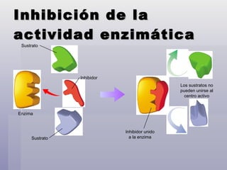 Inhibición de la actividad enzimática  Enzima Los sustratos no pueden unirse al centro activo Sustrato  Inhibidor Sustrato Inhibidor unido a la enzima 