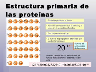 Estructura primaria de las proteínas  Todas las proteínas la tienen. Indica los aminoácidos que la forman y el orden en el que están colocados. Está dispuesta en zigzag. El número de polipéptidos diferentes que pueden formarse es: Para una cadena de 100 aminoácidos, el número de las diferentes cadenas posibles sería: 1267650600228229401496703205376 ·10 100 20 n Número de aminoácidos de la cadena 