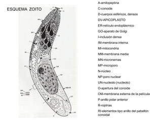 A-amilopeptina

ESQUEMA ZOITO   C-conoide
                D-cuerpos esféricos, densos
                DV-APICOPLASTO
                ER-retículo endoplásmico
                GO-aparato de Golgi
                I-inclusión densa
                IM-membrana interna
                MI-mitocondria
                MM-membrana media
                MN-micronemas
                MP-microporo
                N-núcleo
                NP-poro nuclear
                UN-nucleolo (nucleolo)
                O-apertura del conoide
                OM-membrana externa de la película
                P-anillo polar anterior
                R-roptrias
                RI-elementos tipo anillo del pabellón
                conoidal
 