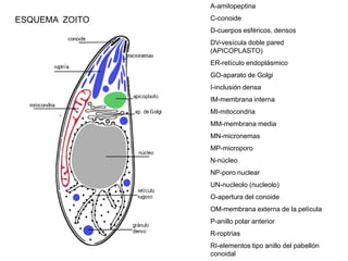 A-amilopeptina

ESQUEMA ZOITO   C-conoide
                D-cuerpos esféricos, densos
                DV-vesícula doble pared
                (APICOPLASTO)
                ER-retículo endoplásmico
                GO-aparato de Golgi
                I-inclusión densa
                IM-membrana interna
                MI-mitocondria
                MM-membrana media
                MN-micronemas
                MP-microporo
                N-núcleo
                NP-poro nuclear
                UN-nucleolo (nucleolo)
                O-apertura del conoide
                OM-membrana externa de la película
                P-anillo polar anterior
                R-roptrias
                RI-elementos tipo anillo del pabellón
                conoidal
 