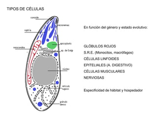 TIPOS DE CÉLULAS



                   En función del género y estado evolutivo:




                   GLÓBULOS ROJOS
                   S.R.E. (Monocitos, macrófagos)
                   CÉLULAS LINFOIDES
                   EPITELIALES (A. DIGESTIVO)
                   CÉLULAS MUSCULARES
                   NERVIOSAS


                   Especificidad de hábitat y hospedador
 