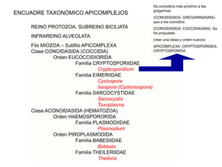 Se considera más próximo a las
                                                         gregarinas
ENCUADRE TAXONÓMICO APICOMPLEJOS
                                                         (CONOIDASIDA: GREGARINASINA)
                                                         que a los coccidios
    REINO PROTOZOA. SUBREINO BICILIATA                   (CONOIDASIDA: COCCIDIASINA). Se
                                                         ha propuesto
    INFRAREINO ALVEOLATA
                                                         crear una clase y orden nuevos:
    Filo MIOZOA – Subfilo APICOMPLEXA                    APICOMPLEXA: CRYPTOSPORIDEA:
    Clase CONOIDASIDA (COCCIDIA)                         CRYPTOSPORIDA
             Orden EUCOCCIDIORIDA
                      Familia CRYPTOSPORIIDAE
                                Cryptosporidium
                      Familia EIMERIIDAE
                                Cyclospora
                                Isospora (Cystoisospora)
                      Familia SARCOCYSTIDAE
                                Sarcocystis
                                Toxoplasma
    Clase ACONOIDASIDA (HEMATOZOA)
             Orden HAEMOSPORORIDA
                      Familia PLASMODIIDAE
                                Plasmodium
             Orden PIROPLASMODIDA
                      Familia BABESIIDAE
                                Babesia
                      Familia THEILERIIDAE
                                Theileria
 