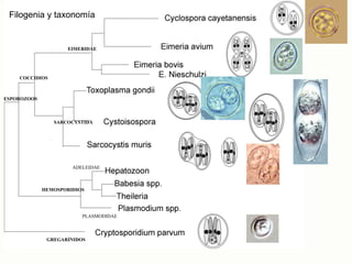 Filogenia y taxonomía


                    EIMERIDAE




    COCCIDIOS



ESPOROZOOS



                SARCOCYSTIDA




                      ADELEIDAE



             HEMOSPORIDIOS




                         PLASMODIDAE



              GREGARÍNIDOS
 
