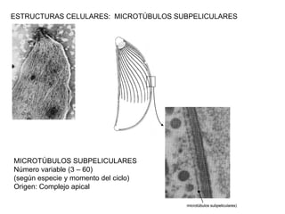 ESTRUCTURAS CELULARES: MICROTÚBULOS SUBPELICULARES




MICROTÚBULOS SUBPELICULARES
Número variable (3 – 60)
(según especie y momento del ciclo)
Origen: Complejo apical

                                      (microtúbulos subpeliculares)
                                                    subpeliculares
 