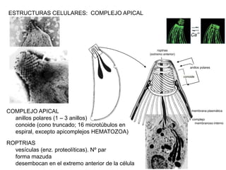 ESTRUCTURAS CELULARES: COMPLEJO APICAL




                                                         roptrias
                                                   (extremo anterior)



                                                                            anillos polares

                                                                        conoide




COMPLEJO APICAL                                                              membrana plasmática

  anillos polares (1 – 3 anillos)                                            complejo
                                                                               membranoso interno
  conoide (cono truncado; 16 microtúbulos en
  espiral, excepto apicomplejos HEMATOZOA)
ROPTRIAS
  vesículas (enz. proteolíticas). Nº par
  forma mazuda
  desembocan en el extremo anterior de la célula
 