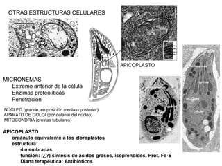 OTRAS ESTRUCTURAS CELULARES




                                                                                                 conoide


                                                  APICOPLASTO                         micronemas

                                                                 conoide

MICRONEMAS                                                                                  roptrias
   Extremo anterior de la célula                             micronemas

   Enzimas proteolíticas
   Penetración                                                                       ap. Golgi

                                                                          roptrias
NÚCLEO (grande, en posición media o posterior)                                            núcleo
APARATO DE GOLGI (por delante del núcleo)                      núcleo
MITOCONDRIA (crestas tubulares)

APICOPLASTO
   orgánulo equivalente a los cloroplastos
   estructura:
       4 membranas
       función: (¿?) síntesis de ácidos grasos, isoprenoides, Prot. Fe-S
       Diana terapéutica: Antibióticos
 