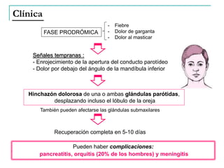 Clínica
FASE PRODRÓMICA
- Fiebre
- Dolor de garganta
- Dolor al masticar
Señales tempranas :
- Enrojecimiento de la apertura del conducto parotídeo
- Dolor por debajo del ángulo de la mandíbula inferior
También pueden afectarse las glándulas submaxilares
Recuperación completa en 5-10 días
Pueden haber complicaciones:
pancreatitis, orquitis (20% de los hombres) y meningitis
Hinchazón dolorosa de una o ambas glándulas parótidas,
desplazando incluso el lóbulo de la oreja
 