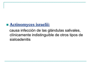  Actinomyces israelii:
causa infección de las glándulas salivales,
clínicamente indistinguible de otros tipos de
sialoadenitis
 