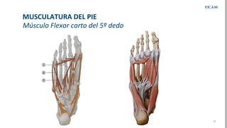 tema-25-musculatura-del-pie-pdf