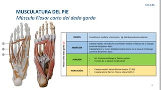 10
Músculo Flexor corto del dedo gordo
MUSCULATURA DEL PIE
Flexor
corto
dedo
gordo
(2)
ORIGEN Cuneiforme medial e intermed...