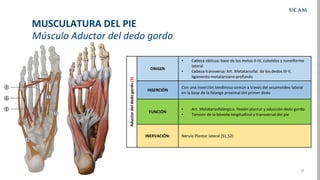 12
Músculo Aductor del dedo gordo
MUSCULATURA DEL PIE
Aductor
del
dedo
gordo
(3)
ORIGEN
• Cabeza oblicua: base de los meta...