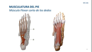 19
Músculo Flexor corto de los dedos
MUSCULATURA DEL PIE
 