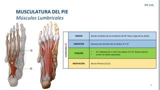 24
Músculos Lumbricales
MUSCULATURA DEL PIE
Lumbricales
(3)
ORIGEN Bordes mediales de los tendones del M. flexor largo de ...