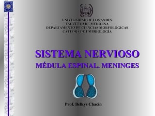 UNIVERSIDAD DE LOS ANDES FACULTAD DE MEDICINA DEPARTAMENTO DE CIENCIAS MORFOLÓGICAS CÁTEDRA DE EMBRIOLOGÍA SISTEMA NERVIOSO MÉDULA ESPINAL. MENINGES Prof. Belkys Chacín 