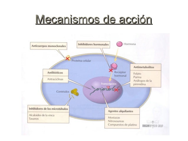 Citarabina mecanismo de accion Citarabina mecanismo de accion