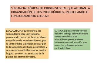 SUSTANCIAS TÓXICAS DE ORIGEN VEGETAL QUE ALTERAN LA
ORGANIZACIÓN DE LOS MICROTÚBULOS, MODIFICANDO EL
FUNCIONAMIENTO CELULAR
EL TAXOL (se extrae de la corteza
del árbol del tejo del Pacífico) que
se une y estabiliza a los
microtúbulos provocando un
incremento en su formación y se
usa en las quimioterapias en
contra del cáncer
LA COLCHICINA que se une a las
subunidades libres de tubulina,
provocando que no se lleve a cabo el
ensamblaje de los microtúbulos, por
lo tanto inhibe la división celular por
la desaparición del huso acromático y
se usa como antiinflamatorio, contra
la gota, entre otras; se extrae de la
planta del azafrán silvestre.
 