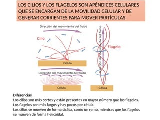 LOS CILIOS Y LOS FLAGELOS SON APÉNDICES CELULARES
QUE SE ENCARGAN DE LA MOVILIDAD CELULAR Y DE
GENERAR CORRIENTES PARA MOVER PARTÍCULAS.
Diferencias
Los cilios son más cortos y están presentes en mayor número que los flagelos.
Los flagelos son más largos y hay pocos por célula.
Los cilios se mueven de forma cíclica, como un remo, mientras que los flagelos
se mueven de forma helicoidal.
 