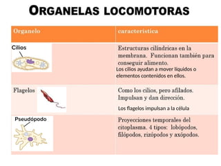 Los cilios ayudan a mover líquidos o
elementos contenidos en ellos.
Los flagelos impulsan a la célula
 