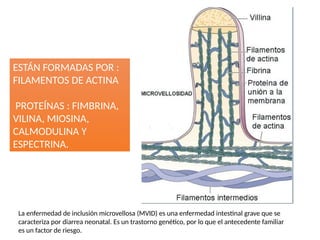 ESTÁN FORMADAS POR :
FILAMENTOS DE ACTINA
PROTEÍNAS : FIMBRINA,
VILINA, MIOSINA,
CALMODULINA Y
ESPECTRINA.
La enfermedad de inclusión microvellosa (MVID) es una enfermedad intestinal grave que se
caracteriza por diarrea neonatal. Es un trastorno genético, por lo que el antecedente familiar
es un factor de riesgo.
 